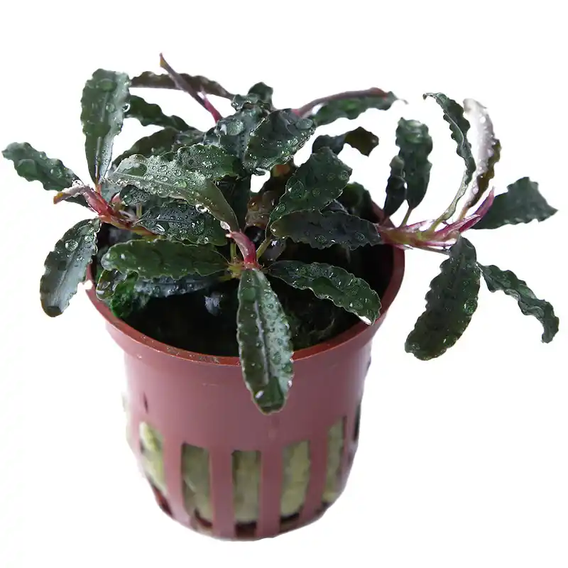 Neu Im Sortiment tropica Bucephalandra KEDAGANG